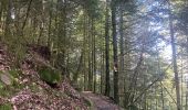 Trail Walking Saulcy-sur-Meurthe - Les roches du Kemberg - Photo 1