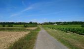 Tour Wandern Vernou-sur-Brenne - Vernou-sur-Brenne - Jallanges Vouvray Compostelle - 16km 180m 3h40 - 2022 07 06 - Photo 3