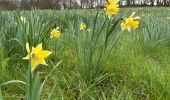 Tour Wandern Monschau - Höfen variante narcisses 15,3 km - Photo 9