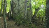 Trail Walking Nogent-le-Bernard - Nogent-le-Bernard - Menhir de Courtevrais - Photo 17