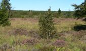 Trail Walking Malmedy - Les fagnes en été - Photo 2