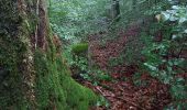 Randonnée A pied Luxembourg - Sentier pédestre Hibou - Photo 3