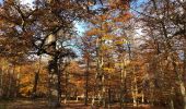 Trail Walking Saint-Germain-en-Laye - Château du Val 24 11 2019 - Photo 4
