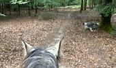 Tocht Paardrijden Habay - Forêt de Rulles - Photo 14