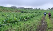 Excursión Senderismo Le Lorrain - Rando Bananeraie La Rougerie - Photo 10