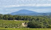 Tocht Stappen Cairanne - PF-Cairanne - Sentier Magnum - Photo 19