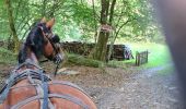 Tour Kutsche fahren Paliseul - Petit tour par le Pont de Prêtre avec Tornade  - Photo 3