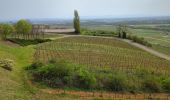 Tour Wandern Mittelweier - Mittelwihr - Beblenheim - Zellenberg - Hunawihr  - Riquewihr -  Nécropole de Sigolsheim - Photo 1