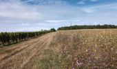 Trail Walking Chissay-en-Touraine - Chissay-en-Touraine - Zig zag Beaune les Durdents - 18.2km 330m 3h50 - 2024 08 14 - Photo 9