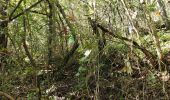 Trail Walking Montauroux - Les gorges de la Siagne et les chênes pluricentenaires - Photo 4