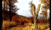 Trail On foot Pécsvárad - Bazsarózsa-tanösvény - Photo 1