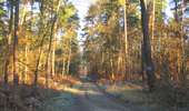 Randonnée Marche Saint-Jean-aux-Bois - en forêt de Compiègne_19_le Puits d'Antin_les Mares St-Louis_La Muette - Photo 13