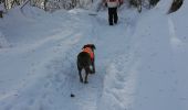 Tour Wandern Basse-sur-le-Rupt - piquante Pierre col menufosse roche des chats  - Photo 7