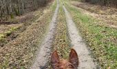 Trail Horseback riding Métairies-Saint-Quirin - Satis tivio  - Photo 3