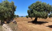 Trail Walking Ostuni - Ostini  - Photo 4