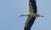 Excursión Senderismo Saint-Vigor-d'Ymonville - Tancarville: Les cigognes, les cygnes et la vie sauvage du marais - Photo 19