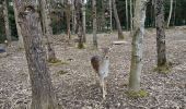 Excursión Bici de montaña Saint-Clément - sortie vtt du 03032019 fremenil - Photo 13