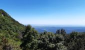 Trail Walking Céret - pic des salines depuis fontfrede via coll del pou de la neu . pic des salines .coll des cirerers  . fontfrede - Photo 11