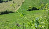 Percorso A piedi Gemeinde Gumpoldskirchen - Beethoven-Spazierweg - Photo 3