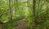 Trail On foot Ebern - Großer Rundweg Fledermaus - Photo 7
