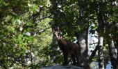 Excursión A pie Unknown - Nacionalni park Sjeverni Velebit II - Rožanski kukovi - Photo 6