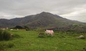 Randonnée Marche West Cork - Hungry Hill - Photo 2