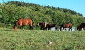 Trail On foot Mangone - (SI U23) Piano Lago - Casellone Forestale di Monte Cocuzzo - Photo 3