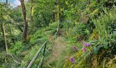 Tour Wandern Vianden - 2023-06-19_15h21m20_eislek-pad-vianden-1 - Photo 3