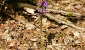 Trail On foot Viroinval - Bayeumont - Photo 1