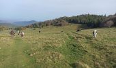 Trail Walking Breitenbach-Haut-Rhin - auberge Lameysberg  - Photo 5