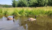 Percorso Marcia Genk - Promenade vers la piste dans l'eau, dans le magnifique domaine de Bokrijk  - Photo 8