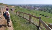 Randonnée Marche Marlenheim - Circuit sur les hauteurs de Marlenheim - Wasselonne autour du Stephansberg - Photo 4