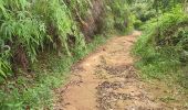 Trail Walking Sainte-Rose - Guadeloupe - Saut des Trois Cornes - Sofaïa - Photo 3