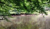Trail Walking Houffalize - Le herou . Le chesle - Photo 12