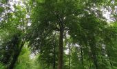 Tocht Stappen Muchedent - les essarts forêt d'eawy muchedent  - Photo 1