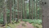 Trail Walking Spa - A la découverte de la Fagne de Malchamps 🥾 - Photo 4