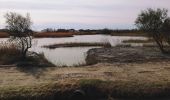 Tocht Te voet Saintes-Maries-de-la-Mer - Boucle entre les deux bras du Rhône - Photo 8