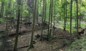 Trail Horseback riding Mollkirch - 2023-05-28 Picnic CVA Cabane des 5 routes - Photo 7