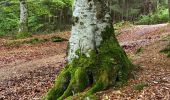 Trail On foot Rasnov - Bușteni - Poiana Pichetul Roșu - Cabana Mălăiești - Photo 4