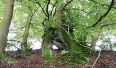 Trail Walking Waimes - Robert ville, Warche - Photo 19