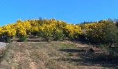 Trail Walking Tanneron - Tanneron et ses mimosas - Photo 5