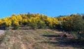 Randonnée Marche Tanneron - Tanneron et ses mimosas - Photo 5