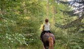 Trail Horseback riding Orbey - Orbey- Sainte Marie aux mines - Photo 5