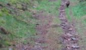 Percorso Marcia Houffalize - adeps Les Tailles - Photo 1