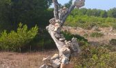 Trail Walking Leucate - franki plage - phare leucate - hommage aux pompiers de l'aude - Photo 14