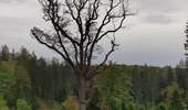 Percorso Mountainbike Verviers - VAE Stembert Gileppe Mariehomont - Photo 11