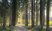 Trail Walking Libramont-Chevigny - Libramont Bois de Bernihé parcours BD - Photo 2