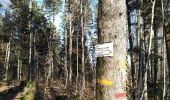 Trail Walking Masevaux-Niederbruck - Buchberg - Photo 10