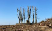 Tour Wandern Neufchâteau - Neufchateau 25 km - Photo 1