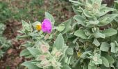 Trail Walking Ramatuelle - Col de Collebasse direction piste de la tourraque piste des Brouis - Photo 20